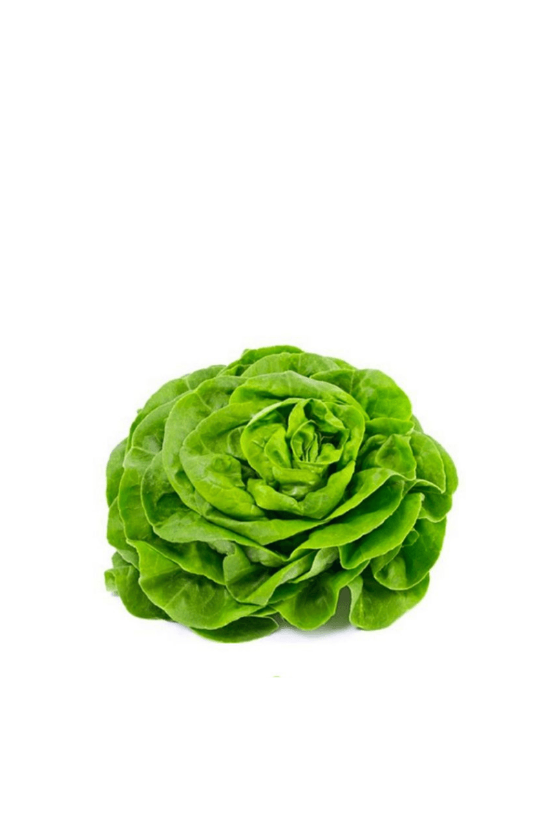 Lechuga Trocadero Extra 1 Ud (peso medio unidad 0,48 kg) - Re-pot market